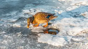 Kaczki i łabędzie w mroźne popołudnie na Pisie, luty 2026 r. - zdjęcie 18