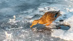 Kaczki i łabędzie w mroźne popołudnie na Pisie, luty 2026 r. - zdjęcie 29