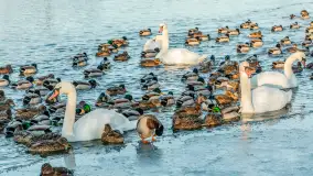 Kaczki i łabędzie w mroźne popołudnie na Pisie, luty 2026 r. - zdjęcie 7