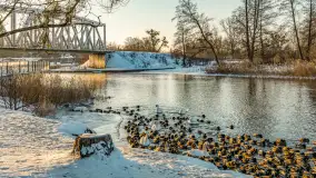 Kaczki i łabędzie w mroźne popołudnie na Pisie, luty 2026 r. - zdjęcie 14