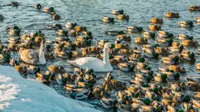 Kaczki i łabędzie w mroźne popołudnie na Pisie, luty 2026 r. - zdjęcie 17