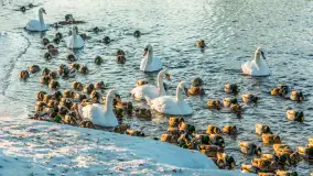 Kaczki i łabędzie w mroźne popołudnie na Pisie, luty 2026 r. - zdjęcie 37