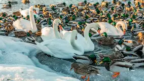 Kaczki i łabędzie w mroźne popołudnie na Pisie, luty 2026 r. - zdjęcie 28