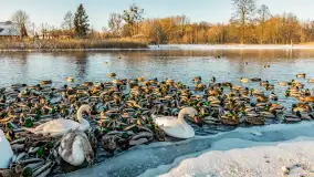 Kaczki i łabędzie w mroźne popołudnie na Pisie, luty 2026 r. - zdjęcie 25
