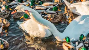 Kaczki i łabędzie w mroźne popołudnie na Pisie, luty 2026 r. - zdjęcie 22