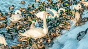 Kaczki i łabędzie w mroźne popołudnie na Pisie, luty 2026 r. - zdjęcie 32