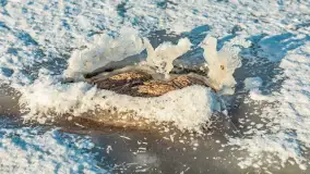 Marina Śniardwy i największe polskie jezioro w zimowej scenerii, styczeń 2026 r. - zdjęcie 20