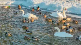 Pisz w zimowej scenerii, wyjątkowo mroźne popołudnie, luty 2026 r. - zdjęcie 15