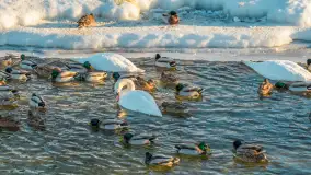 Pisz w zimowej scenerii, wyjątkowo mroźne popołudnie, luty 2026 r. - zdjęcie 30