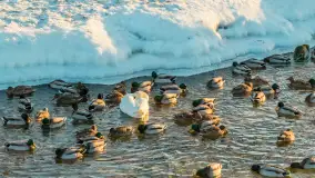 Pisz w zimowej scenerii, wyjątkowo mroźne popołudnie, luty 2026 r. - zdjęcie 37