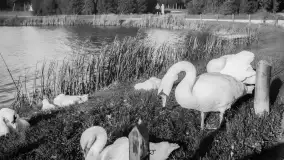 Powrót do przeszłości Nidzicy / niem. Neidenburg, rekonstrukcja AI - zdjęcie 162