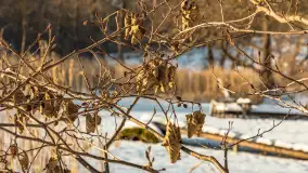 Jezioro Tyrkło, polana Wydra w zimowej odsłonie, luty 2026 r. - zdjęcie 15