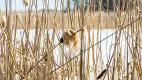 Przedwiośnie nad jeziorem Bielewo, marzec 2026 r. - zdjęcie 11