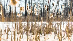 Przedwiośnie nad jeziorem Bielewo, marzec 2026 r. - zdjęcie 9