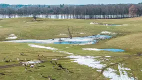 Jeleniowate na mazurskich polach i łąkach, marzec 2026 r. - zdjęcie 19