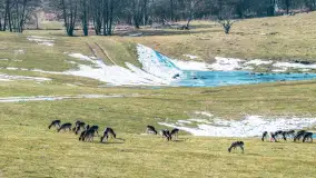 Jeleniowate na mazurskich polach i łąkach, marzec 2026 r. - zdjęcie 7