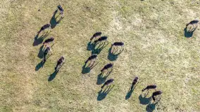 Jeleniowate na mazurskich polach i łąkach, marzec 2026 r. - zdjęcie 3