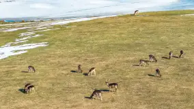 Jeleniowate na mazurskich polach i łąkach, marzec 2026 r. - zdjęcie 16