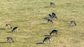 Jeleniowate na mazurskich polach i łąkach, marzec 2026 r. - zdjęcie 10