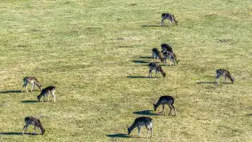 Jeleniowate na mazurskich polach i łąkach, marzec 2026 r. - zdjęcie 23
