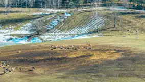 Jeleniowate na mazurskich polach i łąkach, marzec 2026 r. - zdjęcie 4
