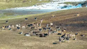 Jeleniowate na mazurskich polach i łąkach, marzec 2026 r. - zdjęcie 8