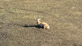 Jeleniowate na mazurskich polach i łąkach, marzec 2026 r. - zdjęcie 15