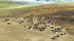 Jeleniowate na mazurskich polach i łąkach, marzec 2026 r. - zdjęcie 2