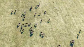 Jeleniowate na mazurskich polach i łąkach, marzec 2026 r. - zdjęcie 25