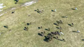 Jeleniowate na mazurskich polach i łąkach, marzec 2026 r. - zdjęcie 21