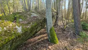 Polowa kwatera Himmlera - marcowy spacer po ruinach - zdjęcie 31