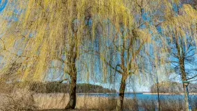 Wiosna w Wierzbie, kwiecień 2026 r. - zdjęcie 17