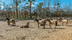 Koniki Polskie w Stacji Badawczej w Popielnie, kwiecień 2026 r. - zdjęcie 7