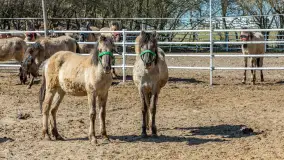 Koniki Polskie w Stacji Badawczej w Popielnie, kwiecień 2026 r. - zdjęcie 34