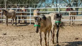 Koniki Polskie w Stacji Badawczej w Popielnie, kwiecień 2026 r. - zdjęcie 24