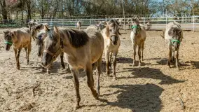 Koniki Polskie w Stacji Badawczej w Popielnie, kwiecień 2026 r. - zdjęcie 37