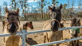 Koniki Polskie w Stacji Badawczej w Popielnie, kwiecień 2026 r. - zdjęcie 18