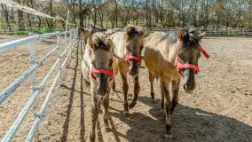 Koniki Polskie w Stacji Badawczej w Popielnie, kwiecień 2026 r. - zdjęcie 10