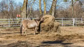Koniki Polskie w Stacji Badawczej w Popielnie, kwiecień 2026 r. - zdjęcie 42