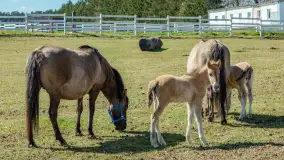 Koniki Polskie w Stacji Badawczej w Popielnie, kwiecień 2026 r. - zdjęcie 21