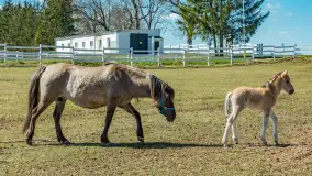 Koniki Polskie w Stacji Badawczej w Popielnie, kwiecień 2026 r. - zdjęcie 4