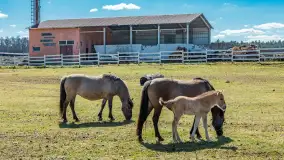Koniki Polskie w Stacji Badawczej w Popielnie, kwiecień 2026 r. - zdjęcie 6