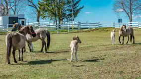 Koniki Polskie w Stacji Badawczej w Popielnie, kwiecień 2026 r. - zdjęcie 30