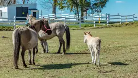 Koniki Polskie w Stacji Badawczej w Popielnie, kwiecień 2026 r. - zdjęcie 23