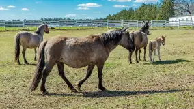 Koniki Polskie w Stacji Badawczej w Popielnie, kwiecień 2026 r. - zdjęcie 8