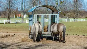 Koniki Polskie w Stacji Badawczej w Popielnie, kwiecień 2026 r. - zdjęcie 36