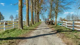 Koniki Polskie w Stacji Badawczej w Popielnie, kwiecień 2026 r. - zdjęcie 25