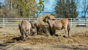 Koniki Polskie w Stacji Badawczej w Popielnie, kwiecień 2026 r. - zdjęcie 16