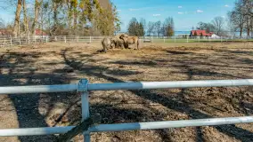 Koniki Polskie w Stacji Badawczej w Popielnie, kwiecień 2026 r. - zdjęcie 29