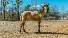 Koniki Polskie w Stacji Badawczej w Popielnie, kwiecień 2026 r. - zdjęcie 41